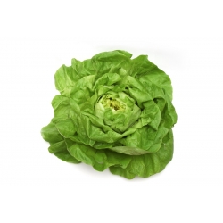 Butterhead lettuce "Michalina" - grows large, light green heads - 850 seeds