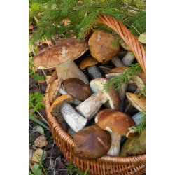 Mykorrhiza - Impfstoff (Mykorrhiza) - Steinpilz - Pantoffel - Steinpilz - essbare Waldpilze - 