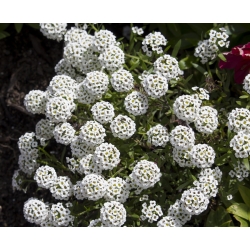 Sweet alyssum, sweet allison - white variety - 1750 seeds