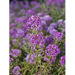 Lily-violet sweet alyssum, Sweet alison - 1750 seeds