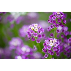 Lily-violet sweet alyssum, Sweet alison - 1750 seeds