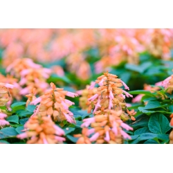 حكيم المدارية - متنوعة الوردي البرتقالي - 84 البذور - Salvia splendens - ابذرة