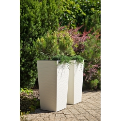 "फ़िनज़ा" एक लम्बाई के साथ चौकोर लंबा प्लंटर - 30 सेमी - छेनी वाला, मलाईदार-सफेद - 