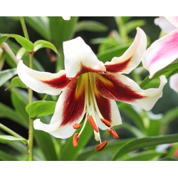 Tree Lily Lilium Beverly Dreams