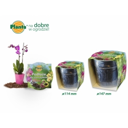 Orchideenboden mit einem Topf - Planta - 12 cm - 
