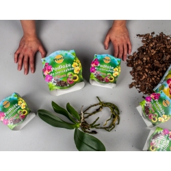 Orchideenboden mit einem Topf - Planta - 12 cm - 