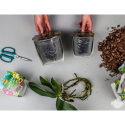 Orchideenboden mit einem Topf - Planta - 12 cm - 