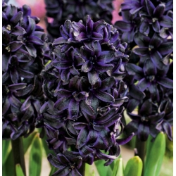 Hyacinthus Dark Dimension - Hyacinth Dark Dimension