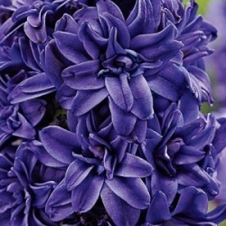 Hyacinthus Double Royal Navy - Hyacinth Double Royal Navy - 3 bulbs