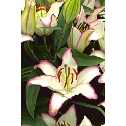 Lilium, Lily Hotline - หอม / หัว / ราก - Lilium Hotline