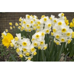 Narcissus Minnow - Daffodil Minnow - 5 bulbs