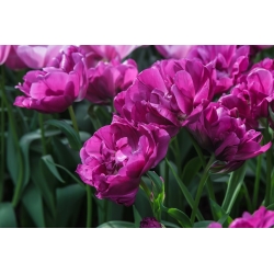 Tulipa Negrita Double - Tulip Negrita Double - 5 žarnic