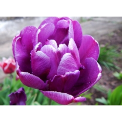 Tulipa Negrita Double - Tulip Negrita Double - 5 žarnic