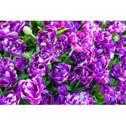 Tulipa Negrita Double - Tulip Negrita Double - 5 žarnic