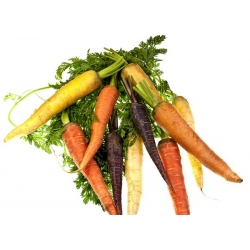 Carrot - multicolour variety mix - COATED SEEDS - 400 seeds