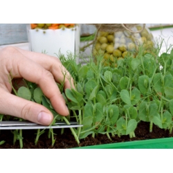 Pisello - Boogie - Microgreens - Pisum sativum - semi