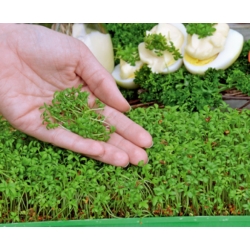 Microgreens - Crescione dei giardini - 1800 semi - Lepidium sativum