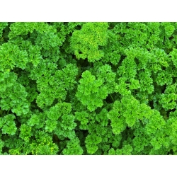 Parsley - a selection of varieties - PELLETED SEEDS - 300 seeds
