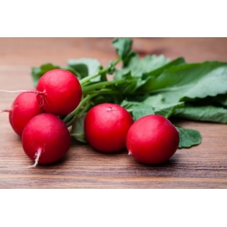 Radish "Saxa 2" - round, red roots - COATED SEEDS - 300 seeds