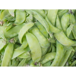 BIO - Field sugar snap pea "Norli" - certified organic seeds