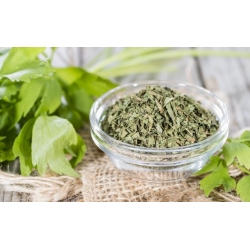 Home Garden - lovage - för inomhus och balkong odling - Levisticum officinale - frön