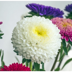 Λευκή αμπέλια με ανθοφορία - 500 σπόρους - Callistephus chinensis - σπόροι