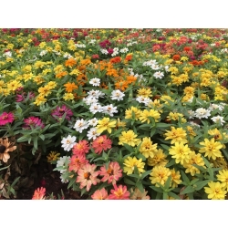 Zinnia enana "Pulgarina" - 60 semillas - Zinnia elegans