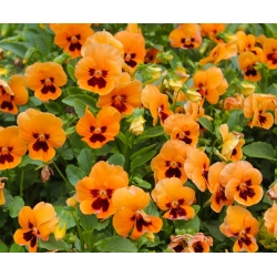 Large-flowered garden pansy "Orange mit Auge" - orange with a black dot - 240 seeds