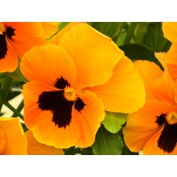 Large-flowered garden pansy "Orange mit Auge" - orange with a black dot - 240 seeds