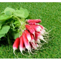 Das achtzehntägige Radieschen 'De dix-huit jours' - SAATBAND