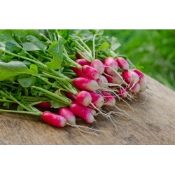 मूली, लम्बी जड़ें विभिन्न प्रकार के मिश्रण - बीज टेप - 