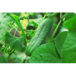 2 في 1 - خيار حقل التخليل "Odys" والشبت - SEED TAPE - Cucumis sativus, Anethum graveolens - ابذرة