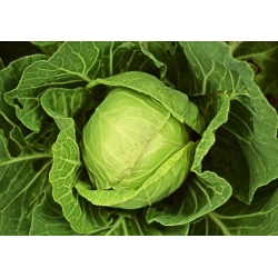 กะหล่ำปลีสีขาว "Roem van Enkhuizen 2" - พันธุ์ต้นกลาง - 400 เมล็ด - Brassica oleracea convar. capitata var. alba