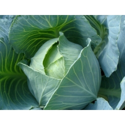 กะหล่ำปลีสีขาว "Amager kurzstrunkig" - พันธุ์ปลาย - 480 เมล็ด - Brassica oleracea convar. capitata var. alba