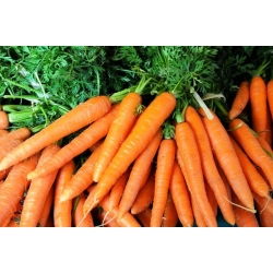Carrot "First harvest" - TREATED SEEDS