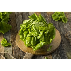 Butterhead lettuce "Lento" - for all-year cultivation - 900 seeds