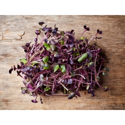 もやしの種 - 大根の「赤紫」 - Raphanus sativus L. - シーズ