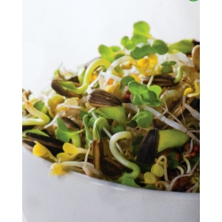 Проклијала сјемена - Винтер Енерги Мик -  - семе