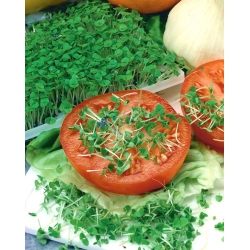 Keimsprossensamen - Basilikum