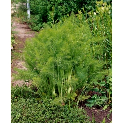 Annual fennel "Magnafena" - 200 seeds