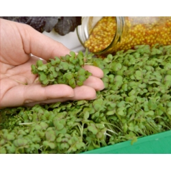 Microgreens - Mostarda marrone - foglie giovani dal gusto eccezionale - 1800 semi - 