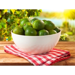 “ Misa Rukola”锅盖-30厘米-卡布奇诺咖啡 - 