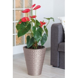 "विराम" एक डालने के साथ राउंड प्लांट पॉट - 40 सेमी - एन्थ्रेसाइट-ग्रे - 