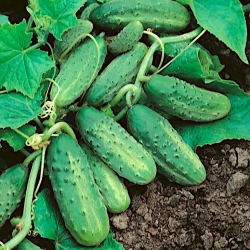 ककड़ी "सोप्लिका एफ 1" - क्षेत्र, रोगों के उच्च प्रतिरोध के साथ उत्पादक किस्म - 175 बीज - 