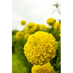 Dwarf pot marigold "Calando" - yellow - 108 seeds