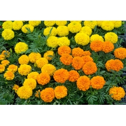 Mexican marigold - dwarf varieties' mix; Aztec marigold - 135 seeds