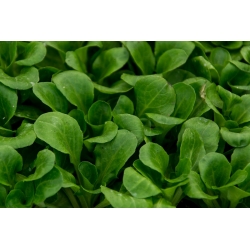 Baby Leaf - Chichorium intybus - Endive - 972 semi - Zuccherina di Trieste
