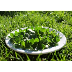 Baby Leaf - Common purslane; verdolaga, red root, pursley