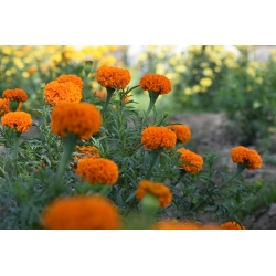 Mexican Marigold "Hawaii"; Aztec marigold - 270 seeds