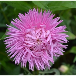 Βελόνα-αστέρι "Figaro" - 450 σπόρους - Callistephus chinensis  - σπόροι